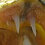 Bobby_Susenbach
