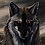 The_alfa_wolf